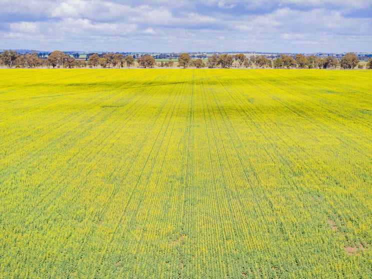 Click to view all images Lonsdale Lane Coolamon NSW 2701 - Image 2