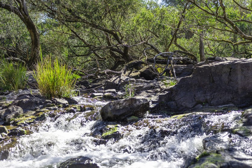 Click to view all images Lot 201 Paddys Flat Road Tooloom NSW 2475 - Image 2