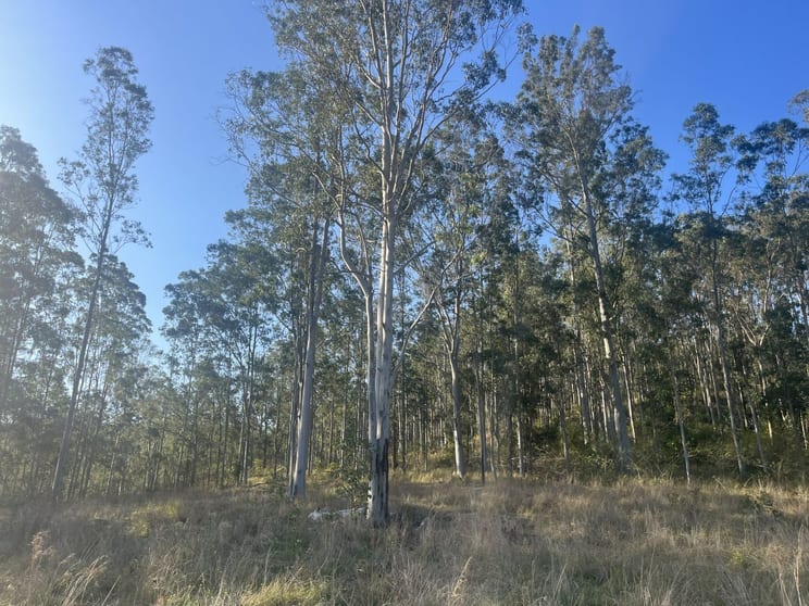Click to view all images 2374 Upper Mongogarie Road Upper Mongogarie NSW 2470 - Image 3