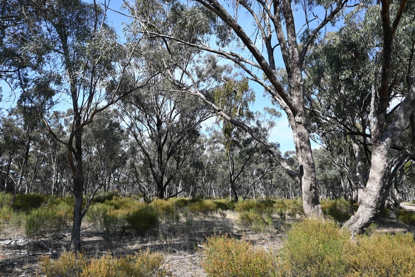 Click to view all images 17, A KURTING KINGOWER ROAD Kingower VIC 3517 - Image 1