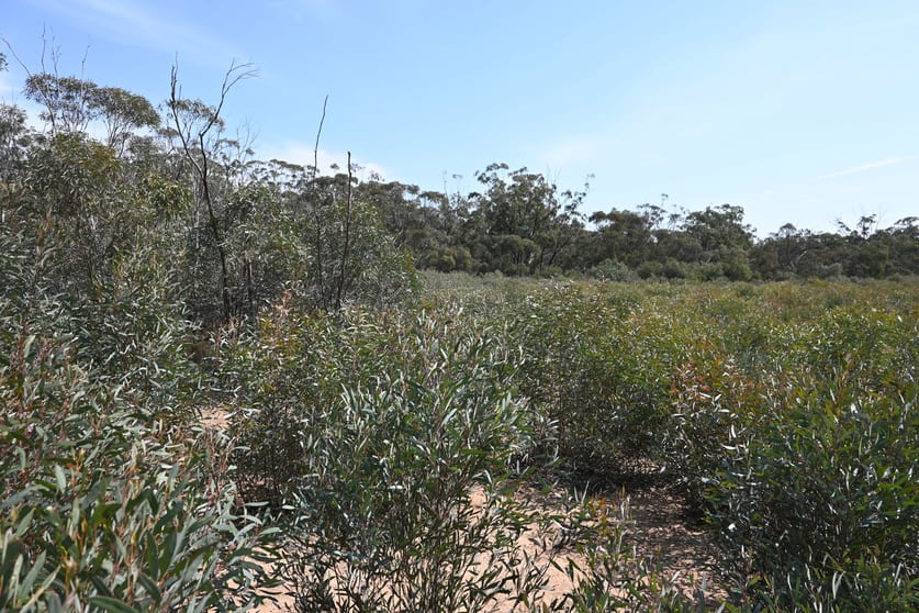 Click to view all images 17, A KURTING KINGOWER ROAD Kingower VIC 3517 - Image 3