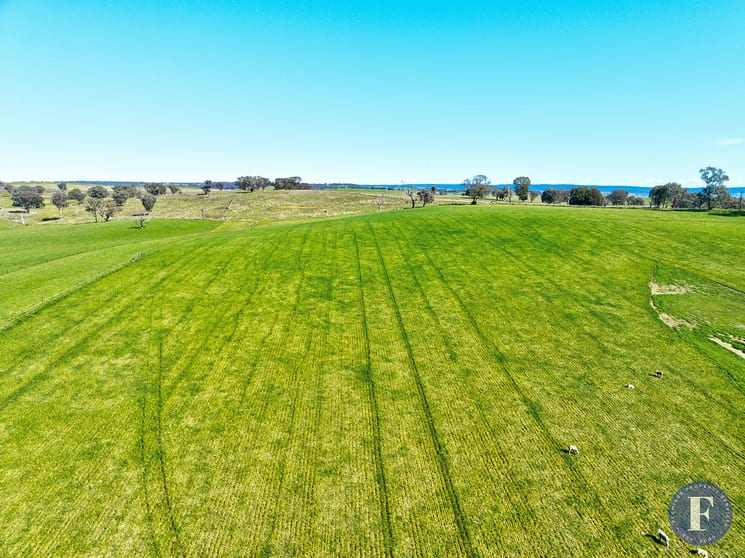 Lot 4 Geegullagong Roads Murringo NSW 2586 - Image 2