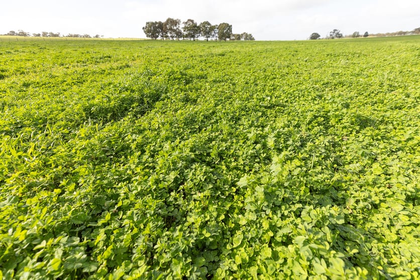 Click to view all images Sect 372 - 377 Riddoch Highway Naracoorte SA 5271 - Image 1