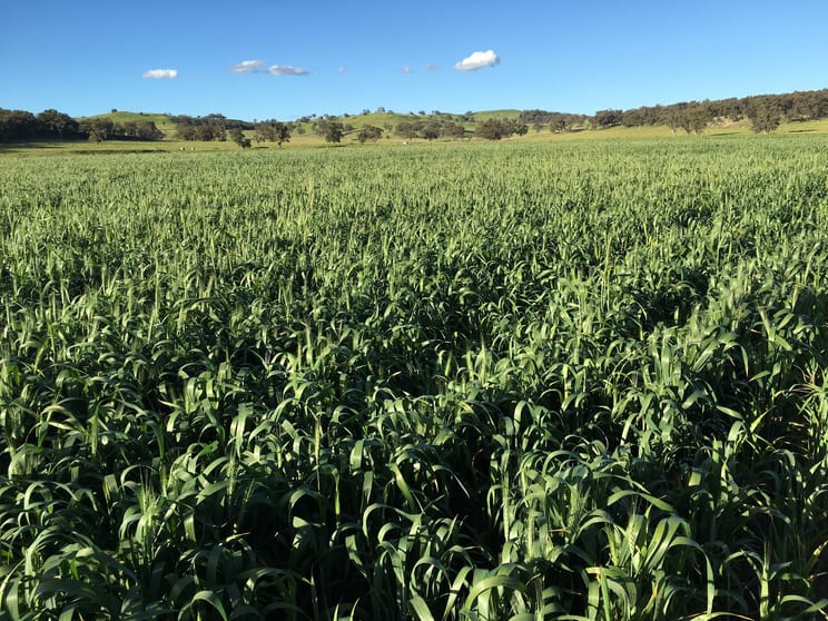 Click to view all images 1717 Lockerbie Road Dunedoo NSW 2844 - Image 3
