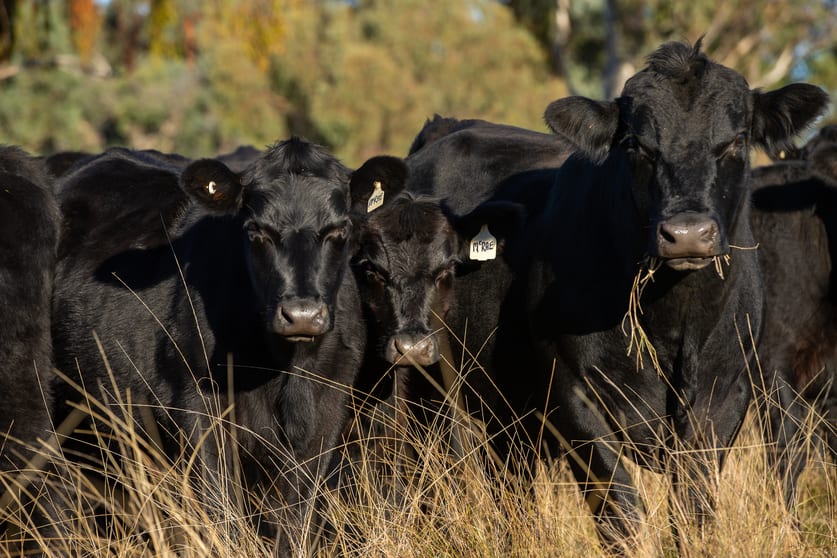 3158 Baldersleigh Road Guyra NSW 2365 - Image 2