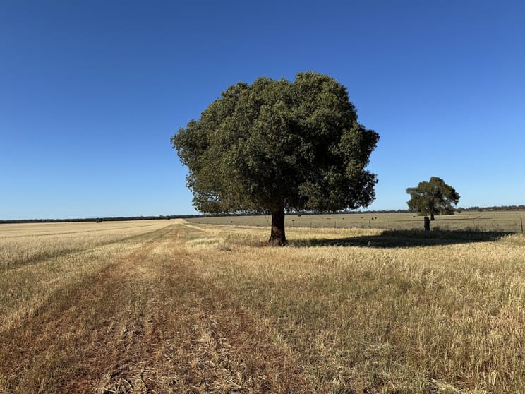 Click to view all images 'Boree Glen' 456 Whymarks Lane Tullibigeal NSW 2669 - Image 2