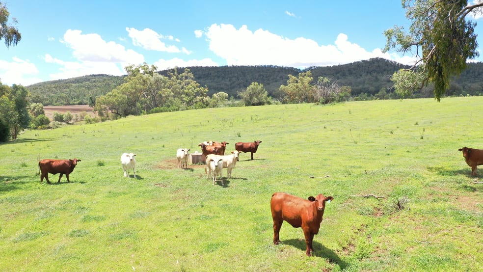 Click to view all images 2222 Spooners Gap Road Bellata NSW 2397 - Image 3