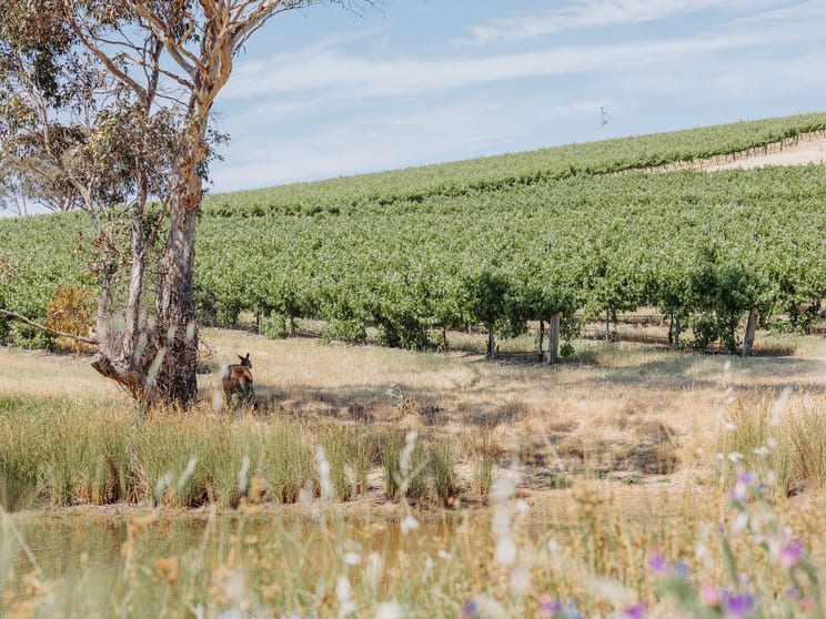 Click to view all images 659A Spring Gully Road Clare SA 5453 - Image 1
