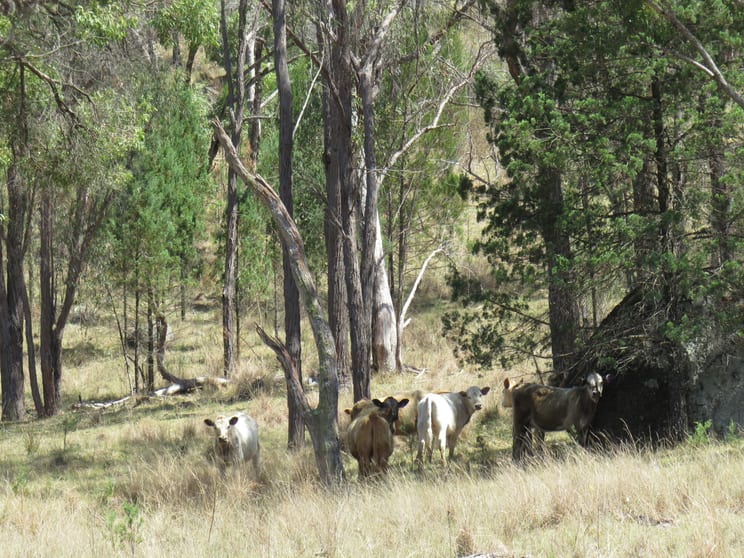 Click to view all images "Boondaroo" 1697 Bingara Road Bundarra NSW 2359 - Image 2