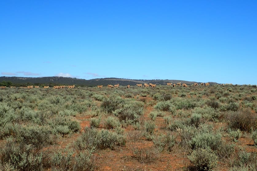Click to view all images 'Markeys' Bri Glen Springs Road Wonna SA 5419 - Image 1