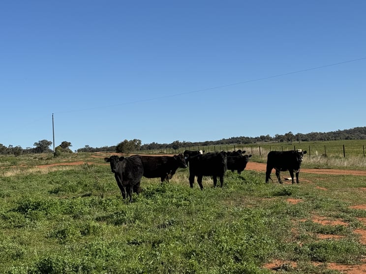 Click to view all images 2823 Hermidale Nymagee Road Hermidale NSW 2831 - Image 2