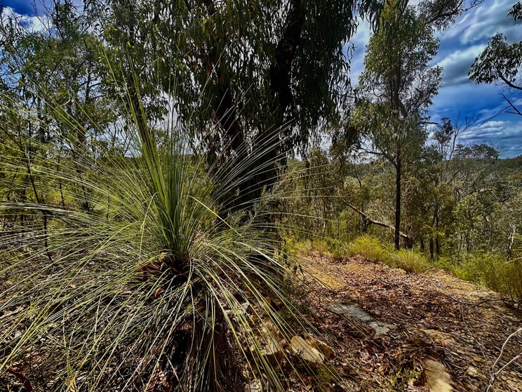 Click to view all images Lot 157 Knights Road Laguna NSW 2325 - Image 2