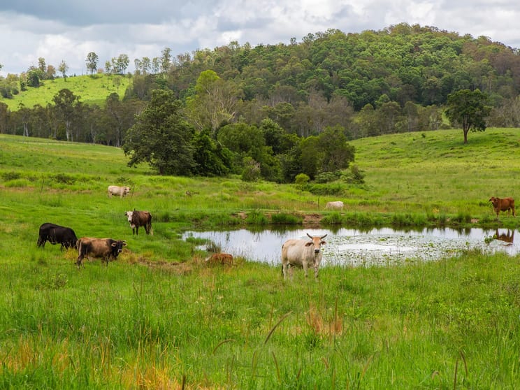 Click to view all images 266 Whelan Rd Bollier QLD 4570 - Image 3