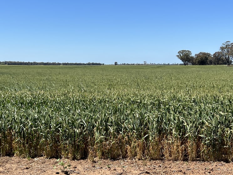 Click to view all images 678 Back Barooga Road Barooga NSW 3644 - Image 1