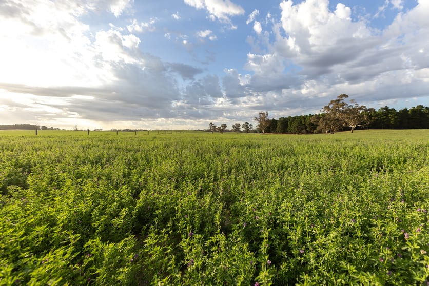 2885 Frances Road Bordertown SA 5268 - Image 2