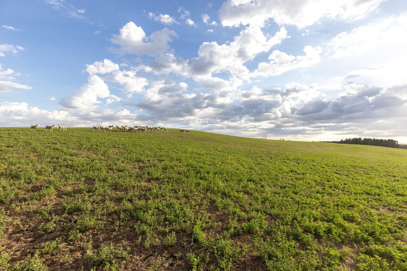2885 Frances Road Bordertown SA 5268 - Image 3