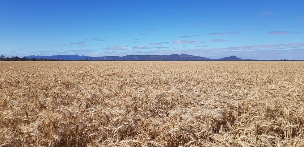 Horsham-Wal Wal Rd St Helens Plains VIC 3401 - Image 2