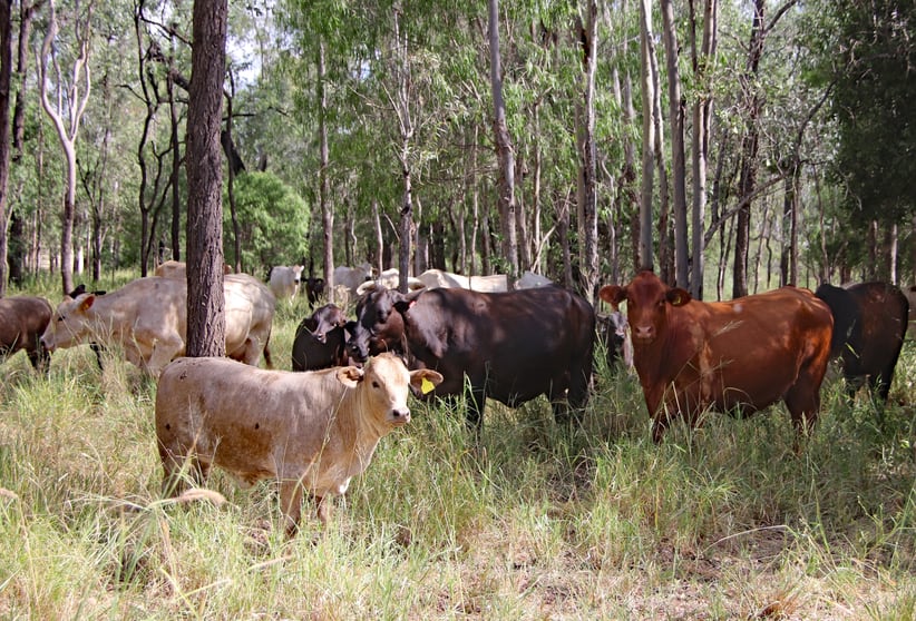 Click to view all images Holmes Road Camboon QLD 4719 - Image 3