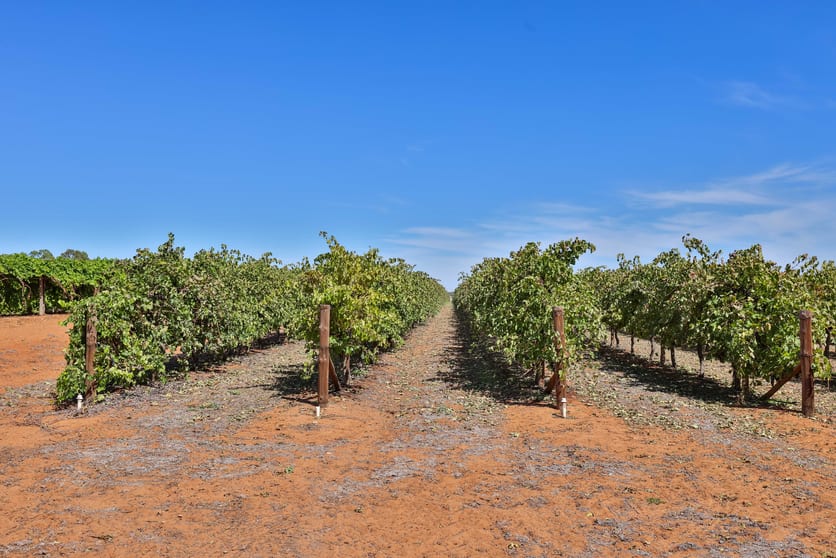 Click to view all images Lot 2 Lowan Avenue Red Cliffs VIC 3496 - Image 2