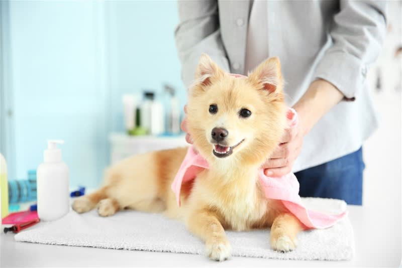 Click to view all images Animal Related business for sale in VIC - Image 1
