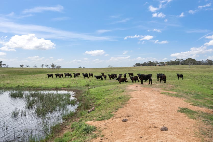 536 Cooma Road Braidwood NSW 2622 - Image 3