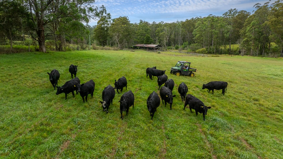Click to view all images 8591 Armidale Road Dorrigo NSW 2453 - Image 2