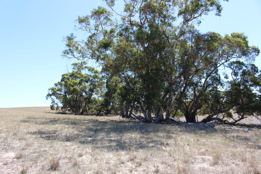 Proposed Allotment 2 Barney Road Netherton SA 5301 - Image 2