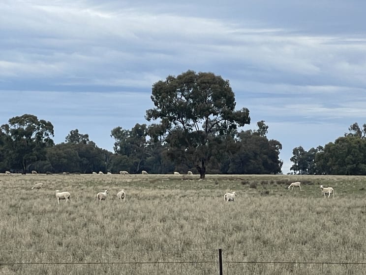 Click to view all images 'East Gathan' 509 Gathan Road Deniliquin NSW 2710 - Image 2