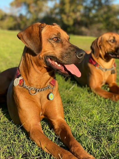 Click to view all images Boarding Kennels business for sale in VIC - Image 1