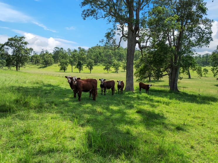 Click to view all images 4680 Bruxner Highway Piora NSW 2470 - Image 2