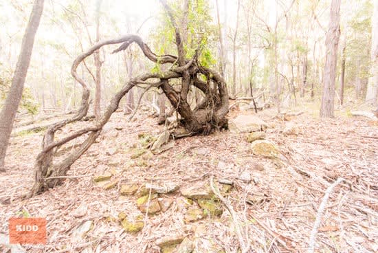 Click to view all images 62 Una Road Bucketty NSW 2250 - Image 1