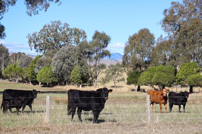 Click to view all images 290 Barwite Road Mansfield VIC 3722 - Image 1