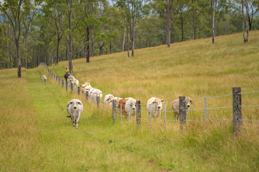 Click to view all images 238 Blacksnake Road Black Snake QLD 4600 - Image 1