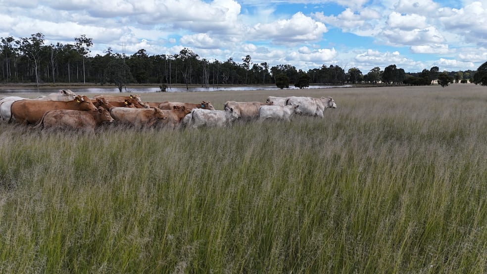 Click to view all images 709 Nobbs Road, Burra Burri Chinchilla QLD 4413 - Image 1