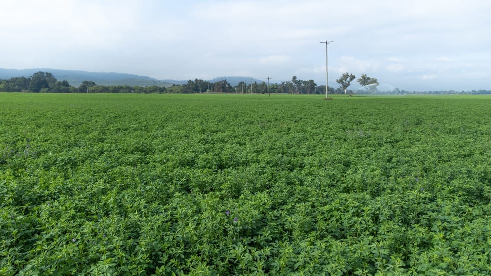 'Woodside' Mangoola Rd Denman NSW 2328 - Image 3