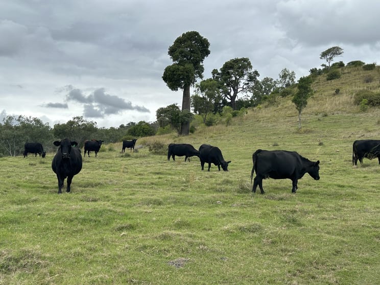 Click to view all images Lot 46 Bunya Mountains Maclagan Road Rangemore QLD 4352 - Image 3