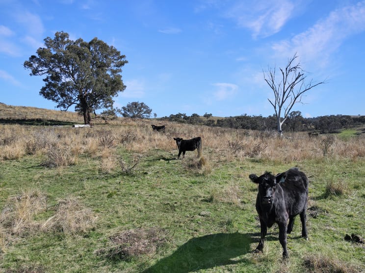 Click to view all images 2527 Sofala Road Wiagdon NSW 2795 - Image 2