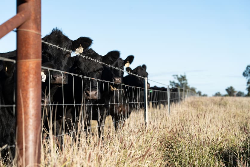 Click to view all images Sandhurst/3769 Quambone Rd Coonamble NSW 2829 - Image 2
