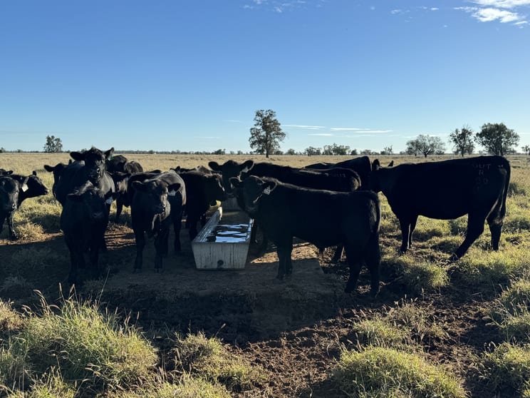 Click to view all images Sandhurst/3769 Quambone Rd Coonamble NSW 2829 - Image 3