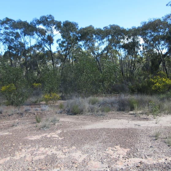 Click to view all images Lot/113 Lewington Road Tara QLD 4421 - Image 2