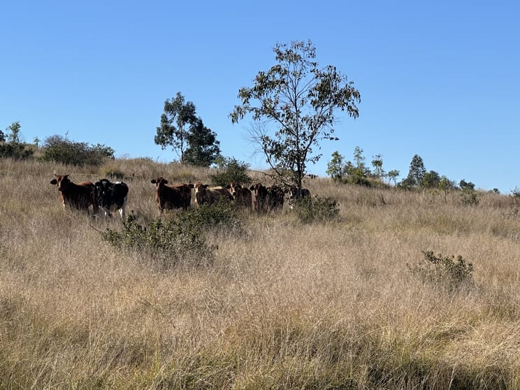 Click to view all images 1377 Dangore Mountain Road Dangore QLD 4610 - Image 3
