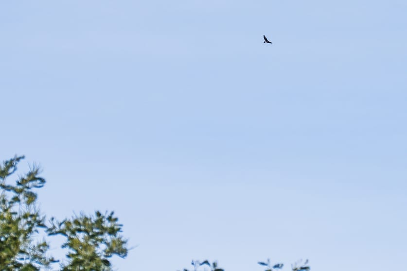 Click to view all images 1503 Deddington Road Deddington TAS 7212 - Image 3