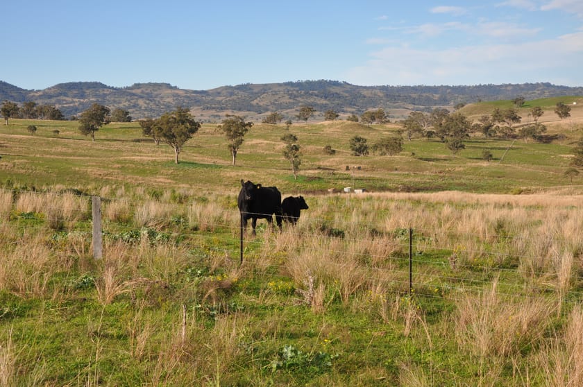 'Glenroy' Tyrone Rd, Bunnan via Scone NSW 2337 - Image 3