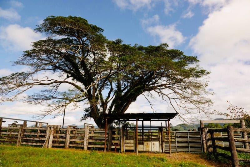 Click to view all images 1297 Mossman-Mount Molloy Road Julatten QLD 4871 - Image 2