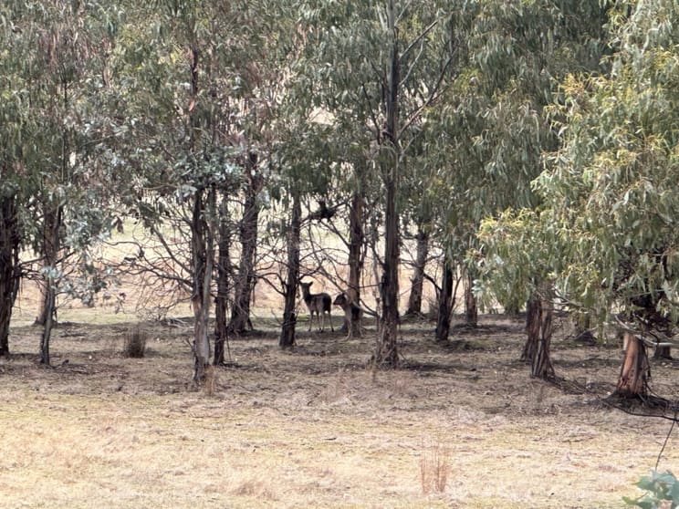 Click to view all images . Glovers Road Bothwell TAS 7030 - Image 2