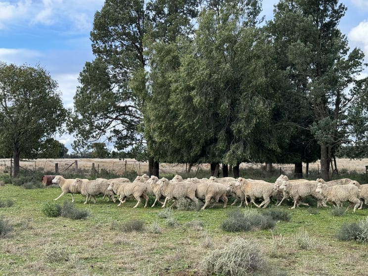 Click to view all images 281 Gobondery Road Tullamore NSW 2874 - Image 3