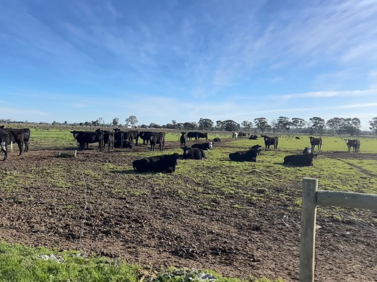 Click to view all images 00 Corner Myall & Koondrook - Murrabit Road Myall VIC 3579 - Image 1