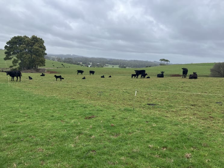 16797 Bass Highway Flowerdale TAS 7325 - Image 2