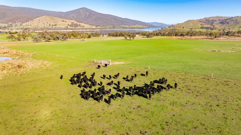 Click to view all images 'Boxbourne North'/2445 Wymah Rd Wymah NSW 2640 - Image 1