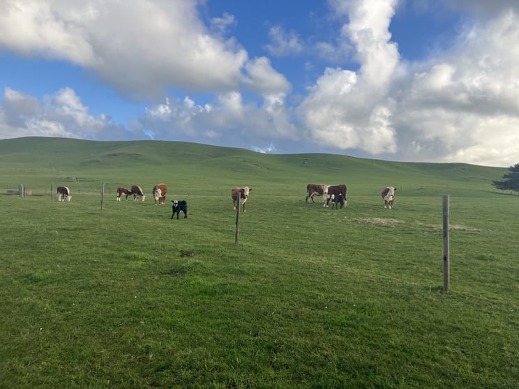 Click to view all images . Wards Road Redpa TAS 7330 - Image 2